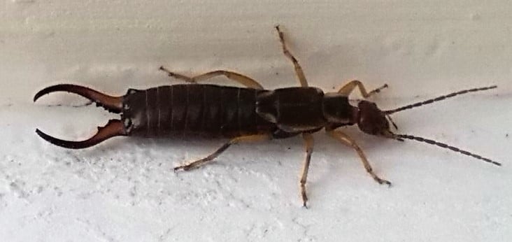 What do store earwigs eat